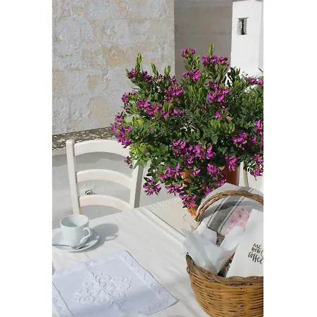 Piccola Dimora 奥斯图尼